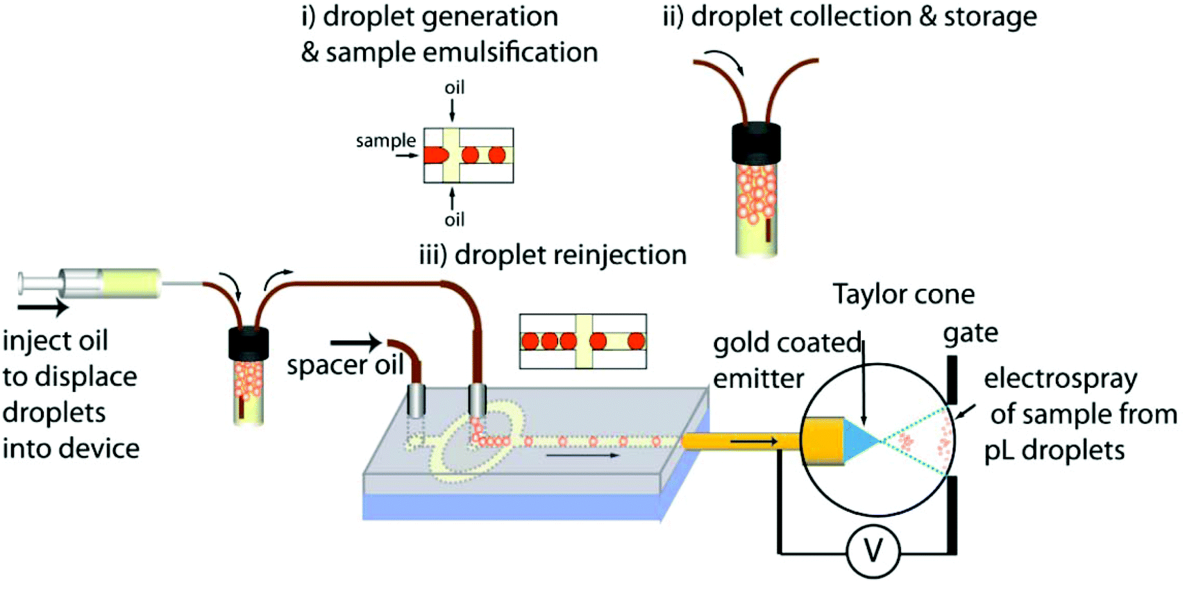 High throughput screening of complex biological samples with mass spectrometry from bulk